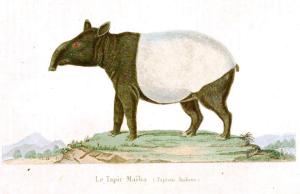 tapir